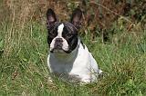 BOULEDOGUE FRANCAIS 532